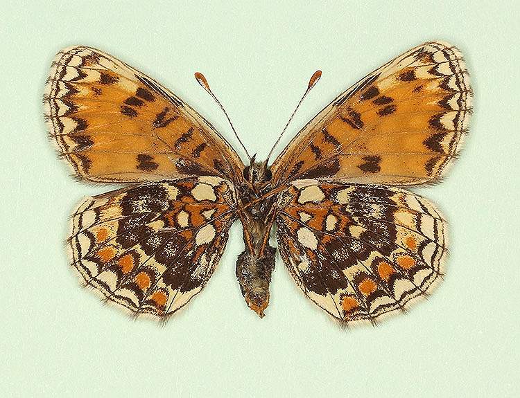 Melitaea athalia female (aberrant form postfuscofasciata, verso) (Internet Image property of respective owner, non-commercial use only)